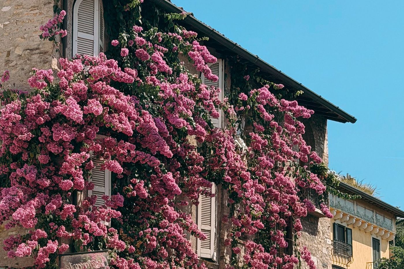 Pink bougainvillea covering a stone house in Sirmione